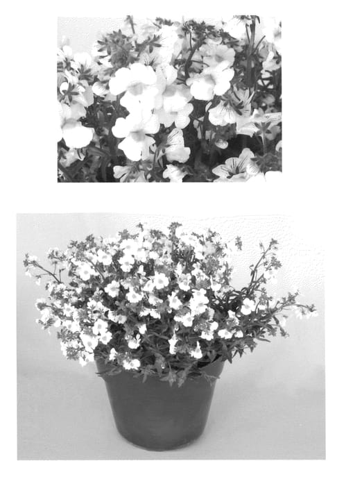 Figure 1 of US plant patent PP23087, the photograph of Intraiwhitwo printed in the patent.