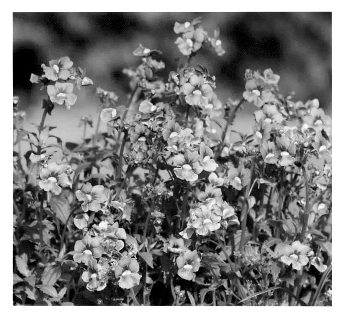 Figure 1 of US plant patent PP23088, the photograph of KLENH10726 printed in the patent.