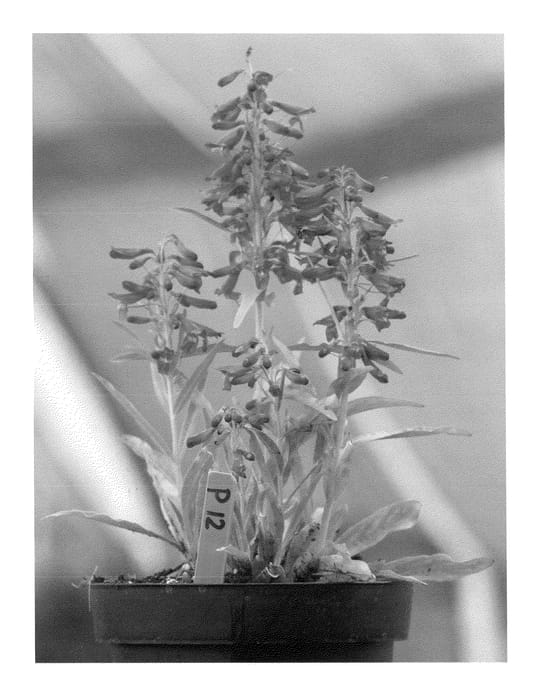 Figure 1 of US plant patent PP23089, the photograph of Hot Pink Riding Hood printed in the patent.