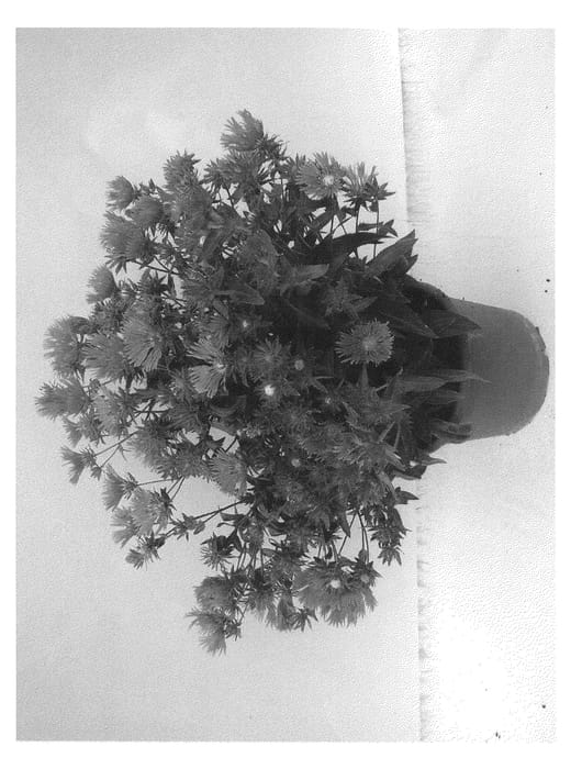 Figure 1 of US plant patent PP23090, the photograph of MELS BLUE printed in the patent.