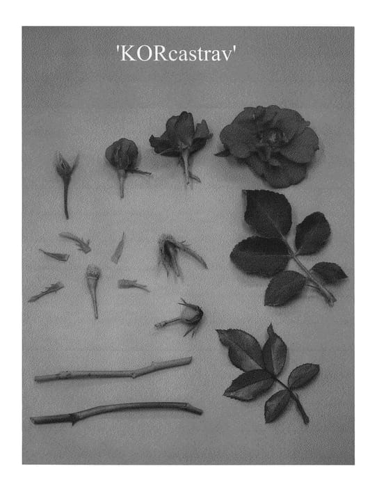 Figure 1 of US plant patent PP23091, the photograph of KORcastrav printed in the patent.