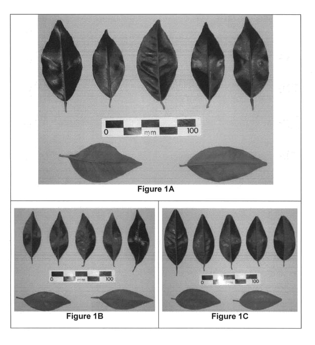 Figure 1 of US plant patent PP23092, the photograph of Merbeingold 2350 printed in the patent.