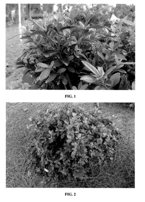 Figure 1 of US plant patent PP23093, the photograph of MNIHAR011 printed in the patent.