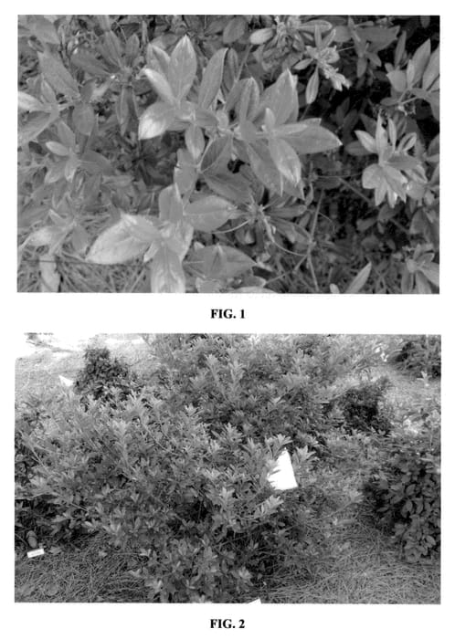 Figure 1 of US plant patent PP23094, the photograph of MNIHAR016 printed in the patent.
