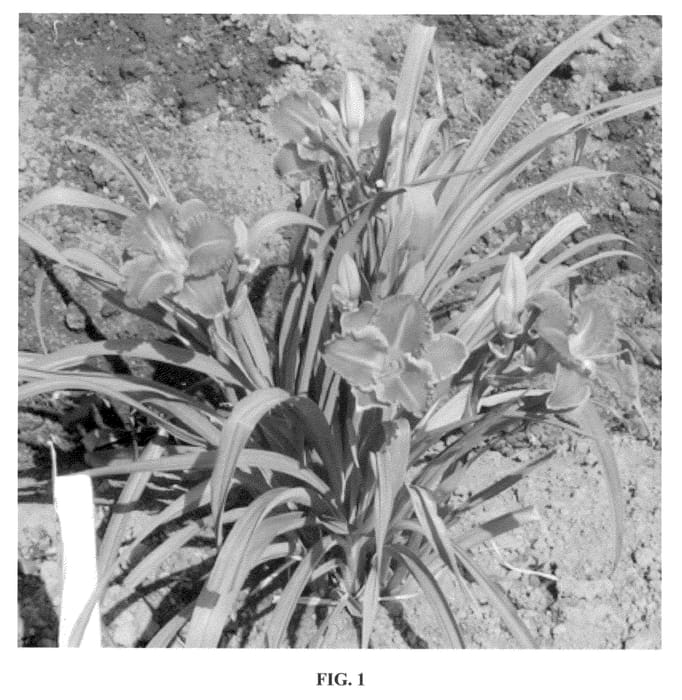 Figure 1 of US plant patent PP23095, the photograph of SPd 06-11 printed in the patent.