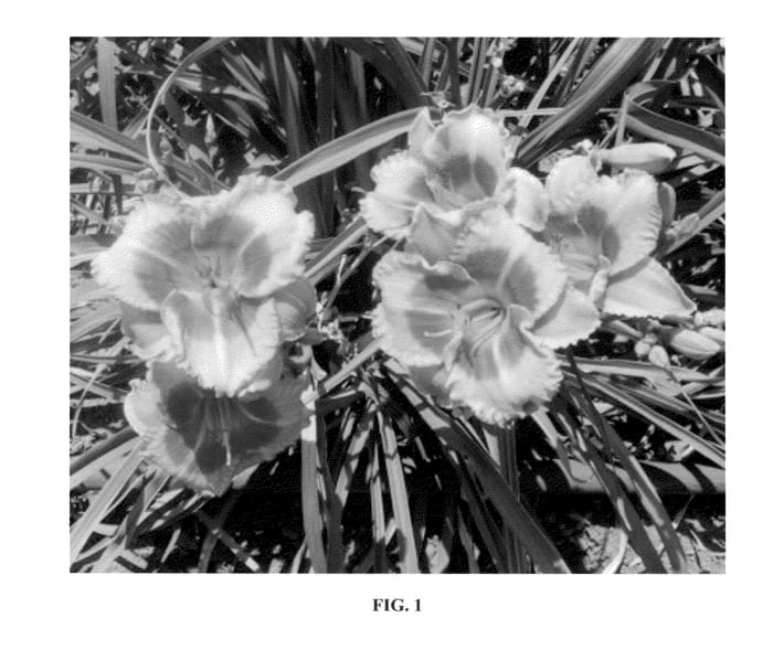 Figure 1 of US plant patent PP23096, the photograph of SPd 06-01 printed in the patent.