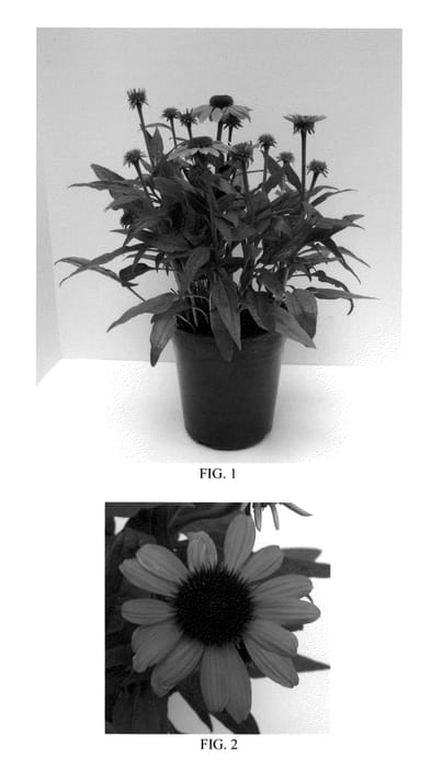 Figure 1 of US plant patent PP23097, the photograph of Balsomcor printed in the patent.