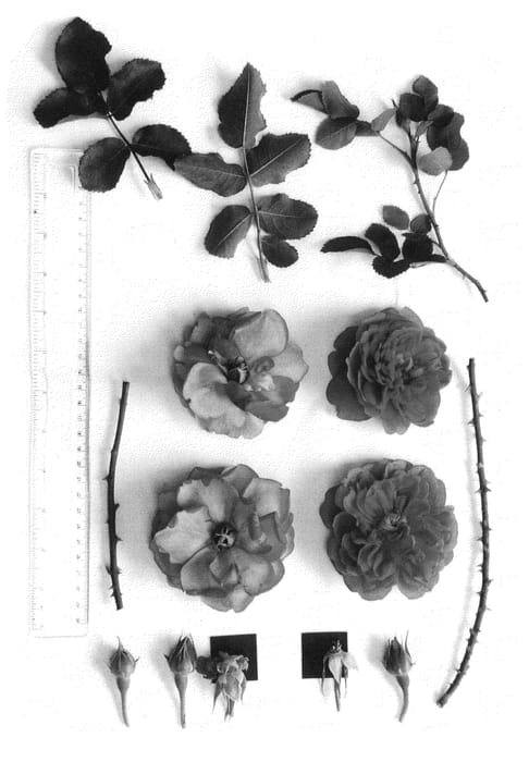 Figure 1 of US plant patent PP23099, the photograph of AUSkitchen printed in the patent.