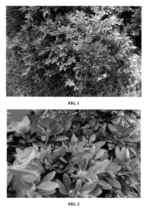 Figure 1 of US plant patent PP23100, the photograph of MNIHAR018 printed in the patent.
