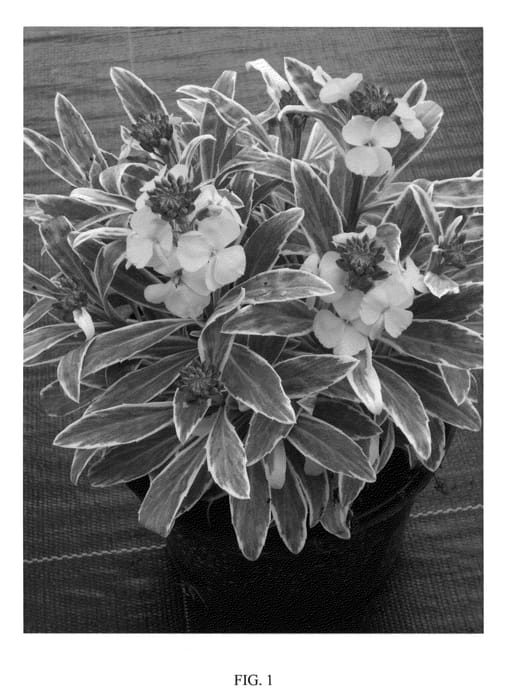 Figure 1 of US plant patent PP23101, the photograph of WALFRASTAR printed in the patent.