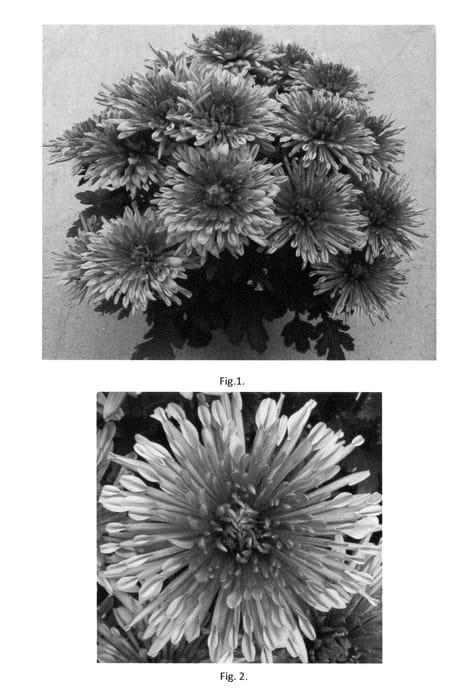 Figure 1 of US plant patent PP23102, the photograph of CIDZ0010 printed in the patent.