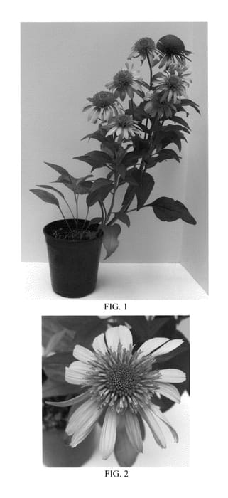 Figure 1 of US plant patent PP23103, the photograph of Balscblum printed in the patent.