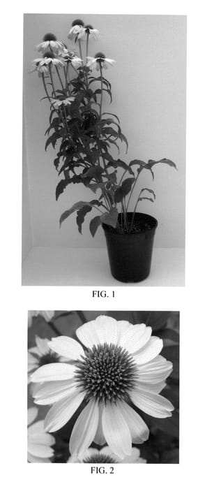 Figure 1 of US plant patent PP23104, the photograph of Balsomselo printed in the patent.