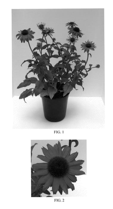 Figure 1 of US plant patent PP23105, the photograph of Balsomsed printed in the patent.