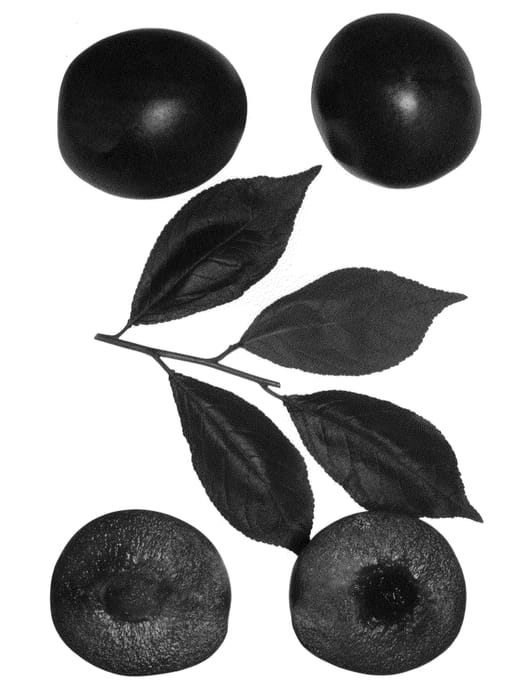 Figure 1 of US plant patent PP23106, the photograph of Bella Jewel printed in the patent.