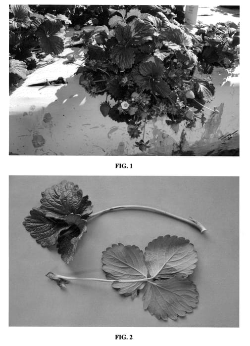 Figure 1 of US plant patent PP23107, the photograph of DrisStrawEighteen printed in the patent.