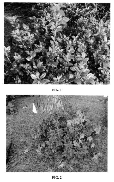 Figure 1 of US plant patent PP23108, the photograph of MNIHAR014 printed in the patent.