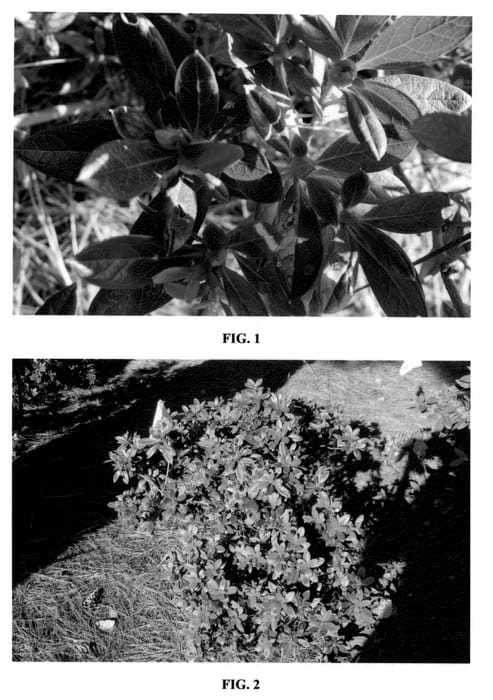 Figure 1 of US plant patent PP23109, the photograph of MNIHAR017 printed in the patent.