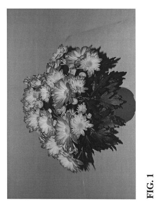Figure 1 of US plant patent PP23110, the photograph of Zanmubrilli printed in the patent.
