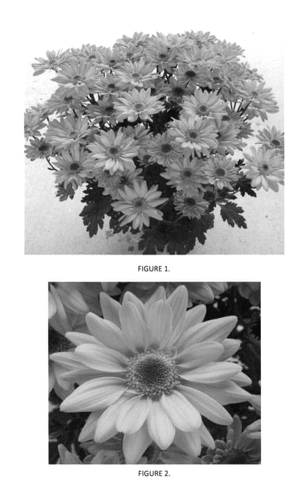 Figure 1 of US plant patent PP23111, the photograph of CIDZ0014 printed in the patent.