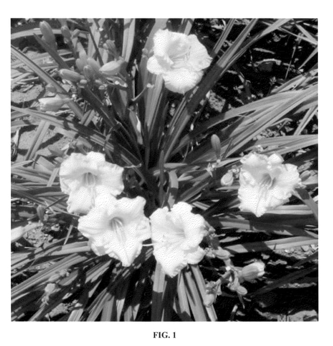 Figure 1 of US plant patent PP23112, the photograph of SPd 06-13 printed in the patent.