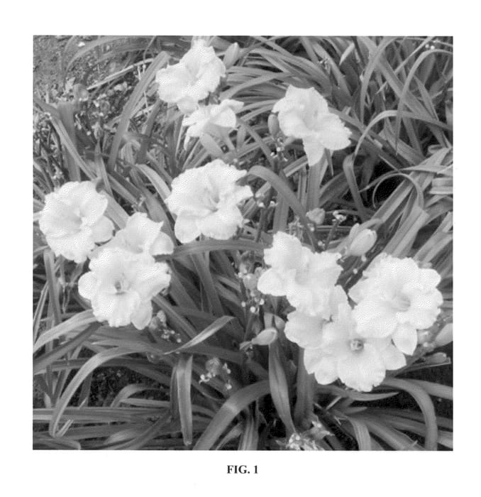 Figure 1 of US plant patent PP23113, the photograph of SPd 06-16 printed in the patent.