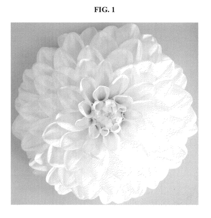 Figure 1 of US plant patent PP23114, the photograph of DAATTEN printed in the patent.