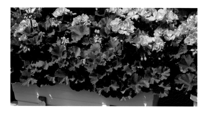 Figure 1 of US plant patent PP23115, the photograph of KLEPZ10234 printed in the patent.