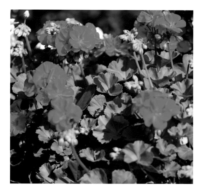 Figure 1 of US plant patent PP23116, the photograph of KLEPZ10238 printed in the patent.