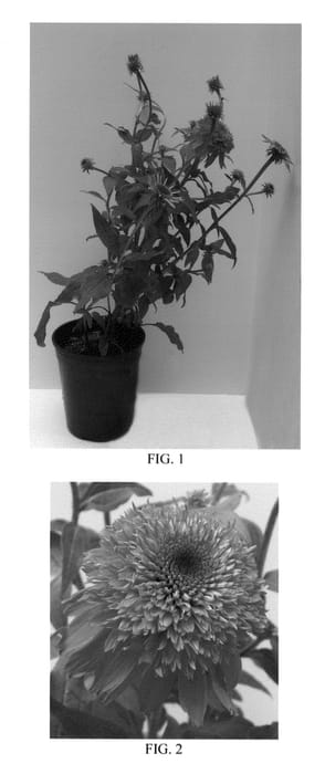 Figure 1 of US plant patent PP23117, the photograph of Balsceras printed in the patent.