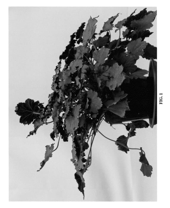 Figure 1 of US plant patent PP23118, the photograph of Binoche printed in the patent.