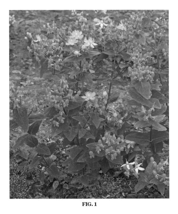 Figure 1 of US plant patent PP23119, the photograph of Bosafir printed in the patent.