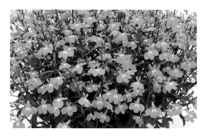 Figure 1 of US plant patent PP23120, the photograph of KLELE10670 printed in the patent.