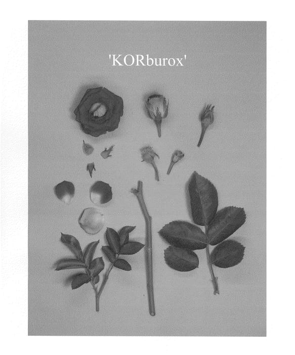 Figure 1 of US plant patent PP23121, the photograph of KORburox printed in the patent.