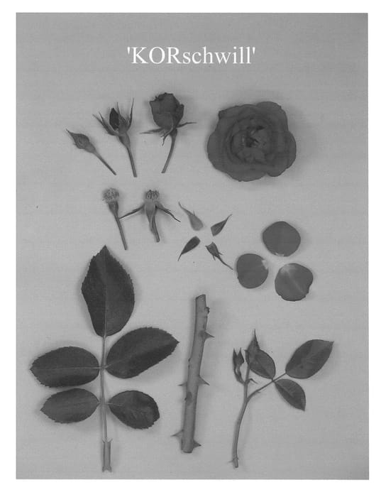 Figure 1 of US plant patent PP23122, the photograph of KORschwill printed in the patent.