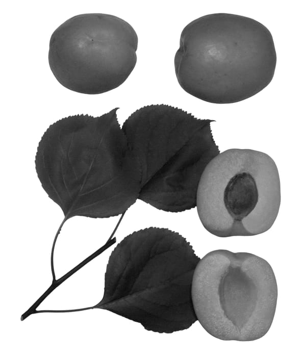 Figure 1 of US plant patent PP23123, the photograph of Kylese printed in the patent.
