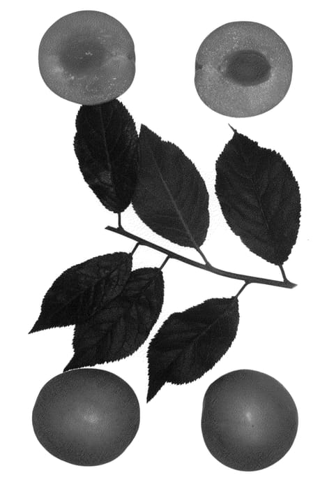 Figure 1 of US plant patent PP23124, the photograph of Newroot-2 printed in the patent.