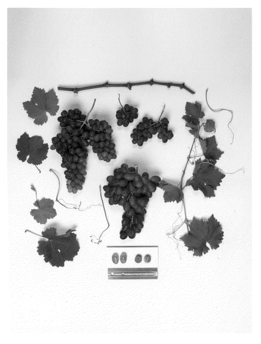 Figure 1 of US plant patent PP23125, the photograph of Sheegene-20 printed in the patent.