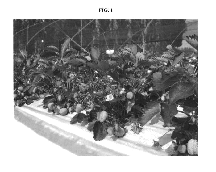 Figure 1 of US plant patent PP23126, the photograph of JOLY printed in the patent.