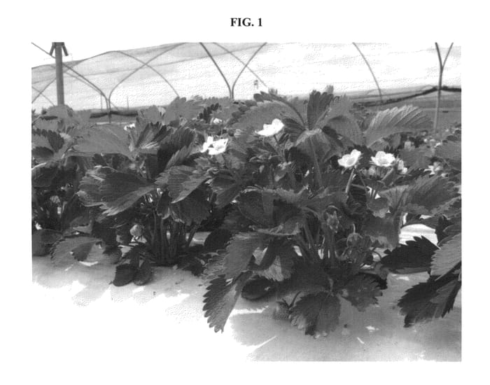 Figure 1 of US plant patent PP23127, the photograph of DELY printed in the patent.
