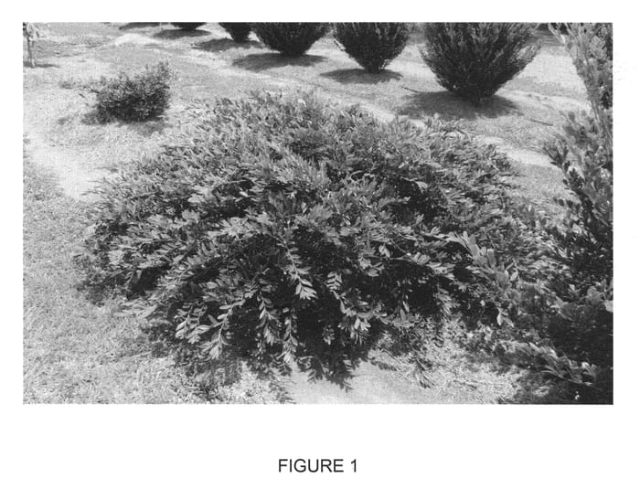 Figure 1 of US plant patent PP23128, the photograph of Vintage Jade printed in the patent.