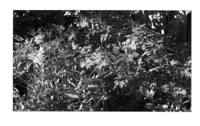 Figure 1 of US plant patent PP23129, the photograph of Wbprest printed in the patent.