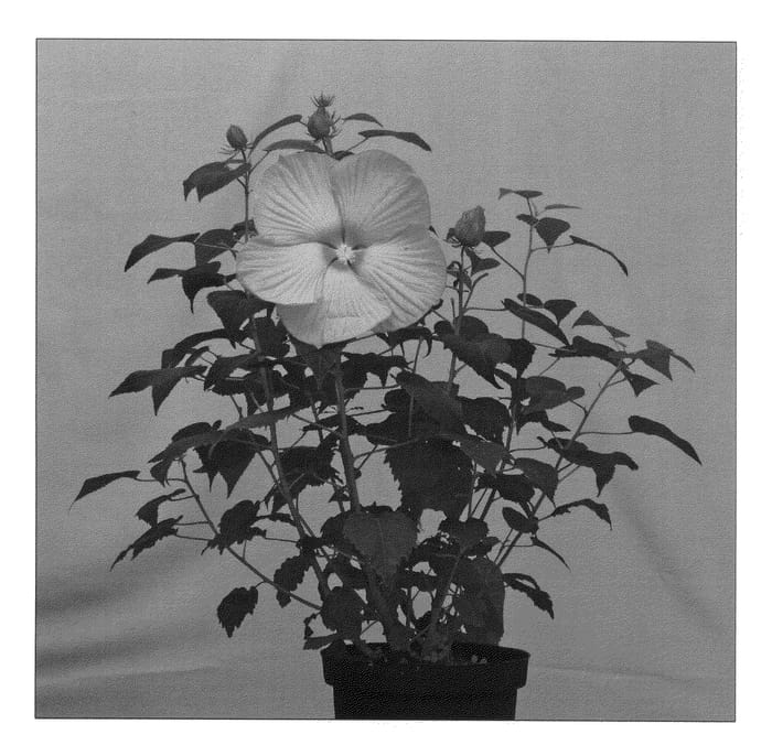 Figure 1 of US plant patent PP23130, the photograph of Extrepink printed in the patent.