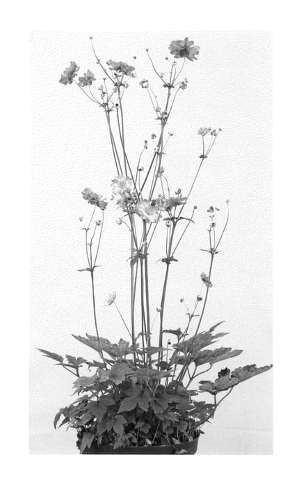 Figure 1 of US plant patent PP23131, the photograph of Pretty Lady Julia printed in the patent.