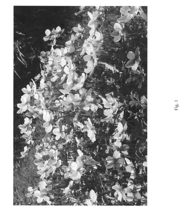 Figure 1 of US plant patent PP23132, the photograph of MACANE001 printed in the patent.