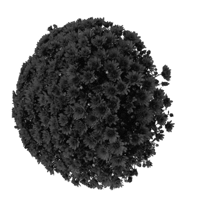 Figure 1 of US plant patent PP23134, the photograph of Pavia Red printed in the patent.