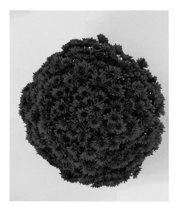 Figure 1 of US plant patent PP23135, the photograph of Granata Red printed in the patent.