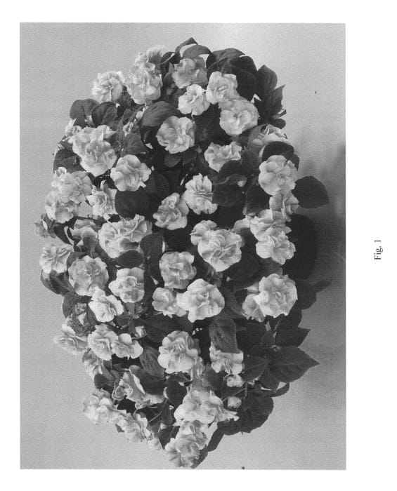 Figure 1 of US plant patent PP23136, the photograph of DANMU82 printed in the patent.