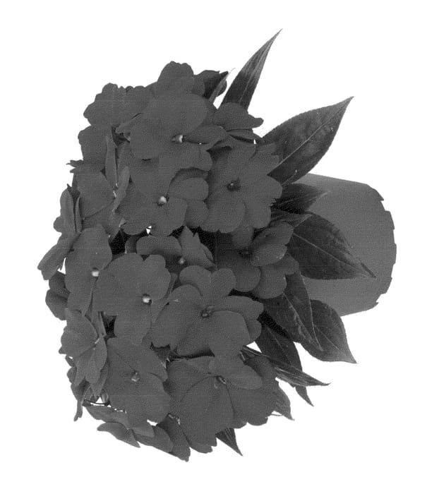 Figure 1 of US plant patent PP23137, the photograph of Duepetauber printed in the patent.