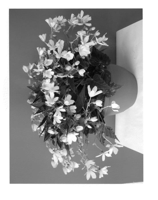 Figure 1 of US plant patent PP23138, the photograph of BKBEWPF printed in the patent.